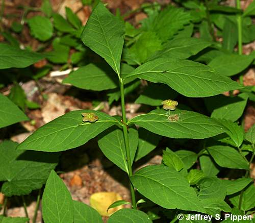 Running Strawberry Bush (Euonymus obovatus)