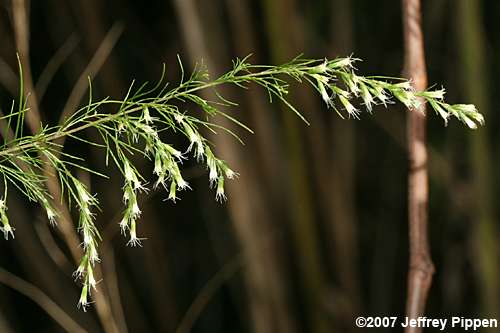 Common Dog Fennel (Eupatorium capillifolium)