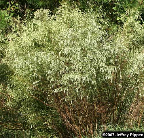 Common Dog Fennel (Eupatorium capillifolium)