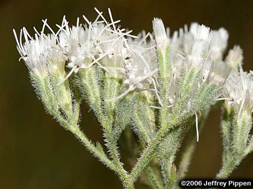 Waxy Thoroughwort, Wedgeleaf Eupatorium, Broadleaf Bushy Eupatorium (Eupatorium glaucescens)