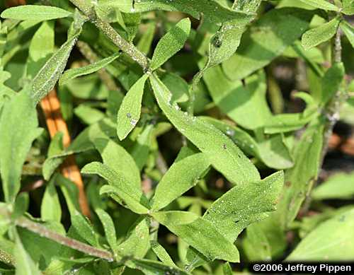 Waxy Thoroughwort, Wedgeleaf Eupatorium, Broadleaf Bushy Eupatorium (Eupatorium glaucescens)