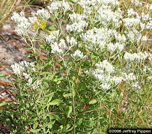 Waxy Thoroughwort, Wedgeleaf Eupatorium, Broadleaf Bushy Eupatorium (Eupatorium glaucescens)