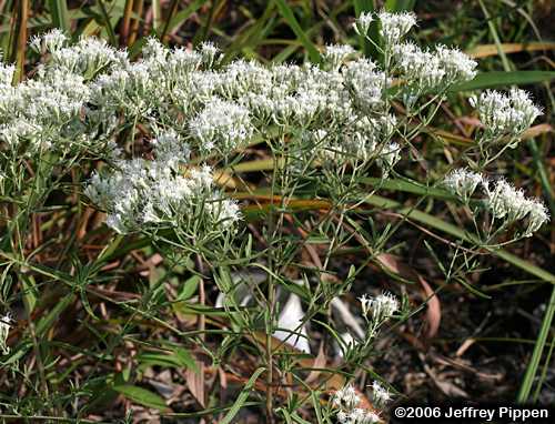 Hyssopleaf Thoroughwort (Eupatorium hyssopifolium)