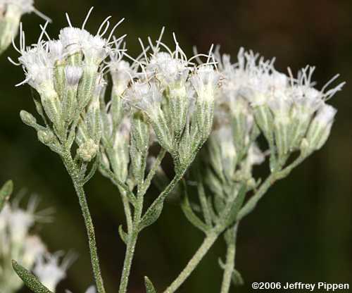 Hyssopleaf Thoroughwort (Eupatorium hyssopifolium)