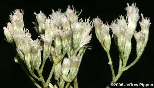 Rough Boneset, Ragged Eupatorium (Eupatorium pilosum)