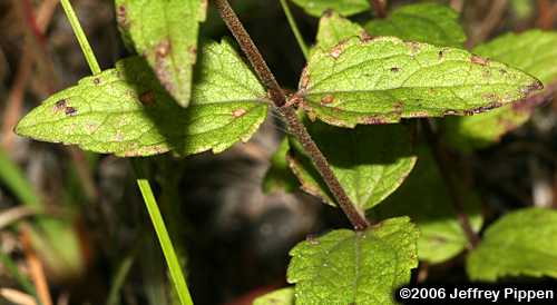 Rough Boneset, Ragged Eupatorium (Eupatorium pilosum)