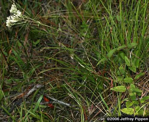 Rough Boneset, Ragged Eupatorium (Eupatorium pilosum)