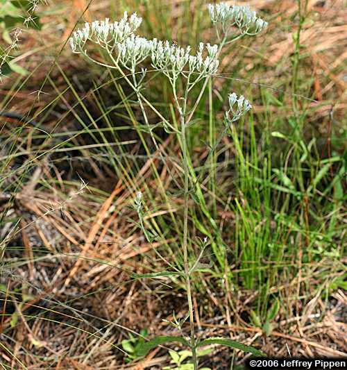White Thoroughwort, White Boneset (Eupatorium album)