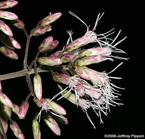 Joe-pye Weed (Eupatorium fistulosum)