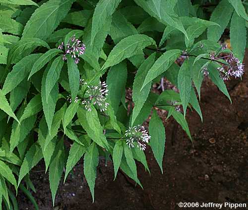 Joe-pye Weed (Eupatorium fistulosum)