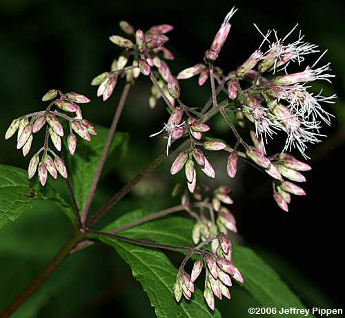 Joe-pye Weed (Eupatorium fistulosum)