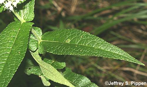 Common Boneset (Eupatorium perfoliatum)