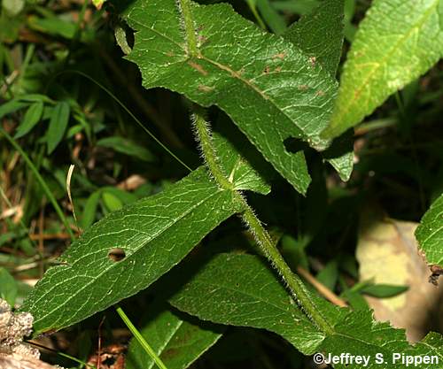 Common Boneset (Eupatorium perfoliatum)