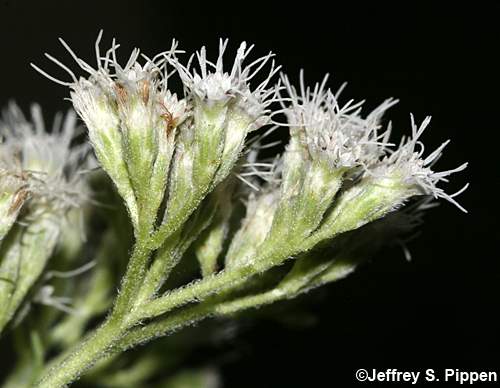 Common Boneset (Eupatorium perfoliatum)