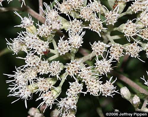 Pine Barren Thoroughwort, Resinous Boneset (Eupatorium resinosum)