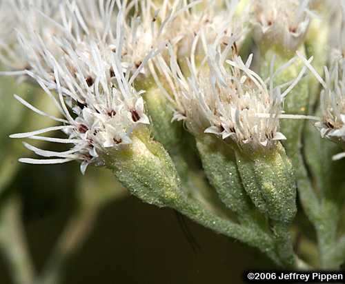 Pine Barren Thoroughwort, Resinous Boneset (Eupatorium resinosum)