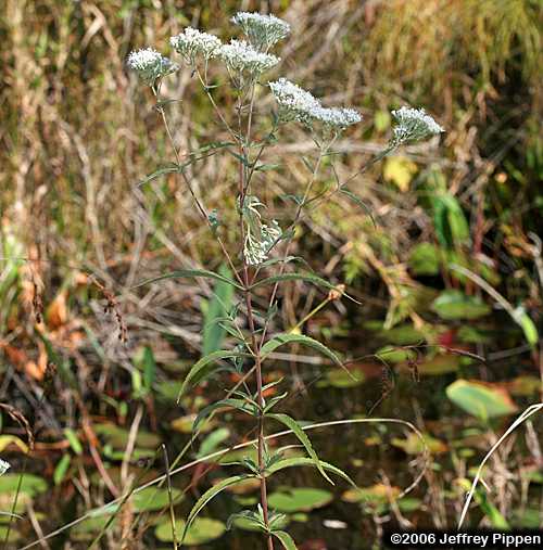 Pine Barren Thoroughwort, Resinous Boneset (Eupatorium resinosum)