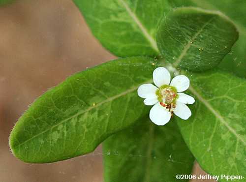 Flowering Spurge (Euphorbia corollata)
