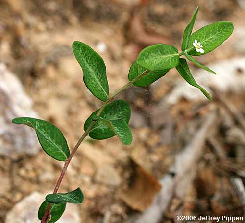 Flowering Spurge (Euphorbia corollata)