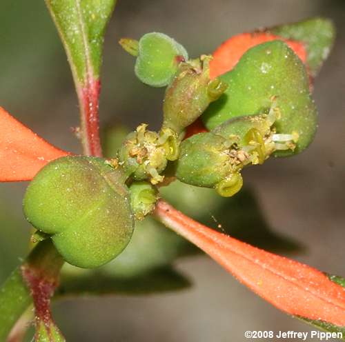 Wild Poinsettia, Fire-on-the-mountain, Painted Leaf (Euphorbia cyathophora)