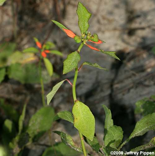Wild Poinsettia, Fire-on-the-mountain, Painted Leaf (Euphorbia cyathophora)