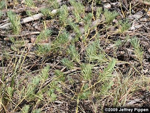 Cypress Spurge (Euphorbia cyparissias)