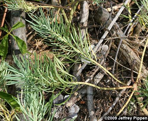 Cypress Spurge (Euphorbia cyparissias)