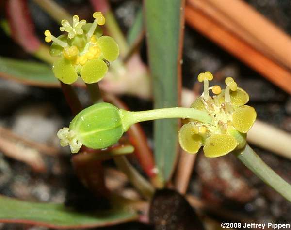 Carolina Ipecac (Euphorbia ipecacuanhae)