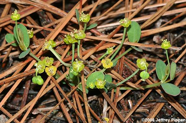 Carolina Ipecac (Euphorbia ipecacuanhae)