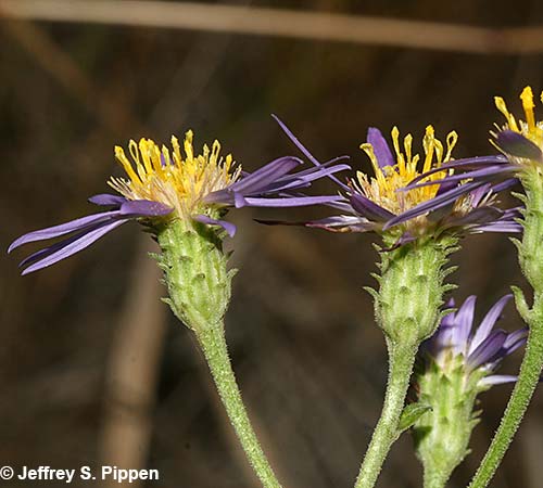 Western Showy Aster (Eurybia conspicua)