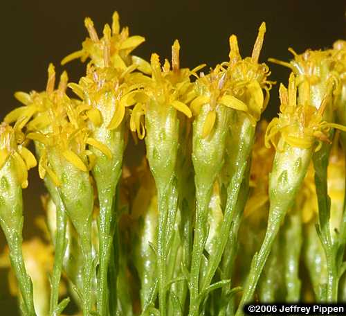 Flattop Goldenrod, Slender Goldentop (Euthamia caroliniana, Solidago tenuifolia var. microcephala)