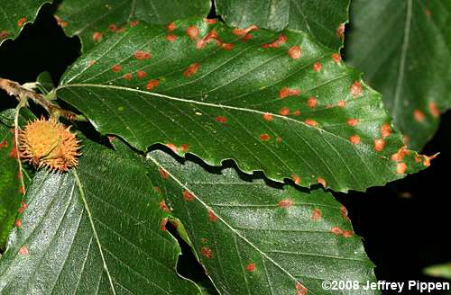 American Beech (Fagus grandifolia)