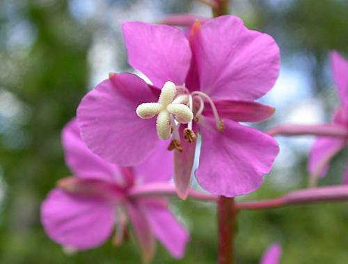 Fireweed (Chamerion angustifolium)