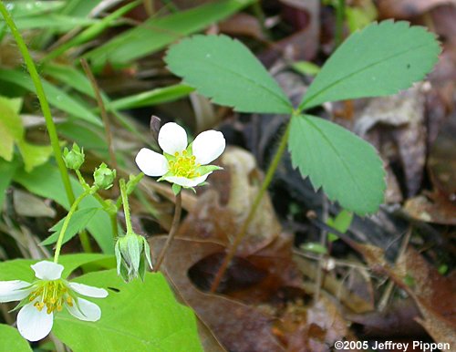 Wild Strawberry (Fragaria virginiana)