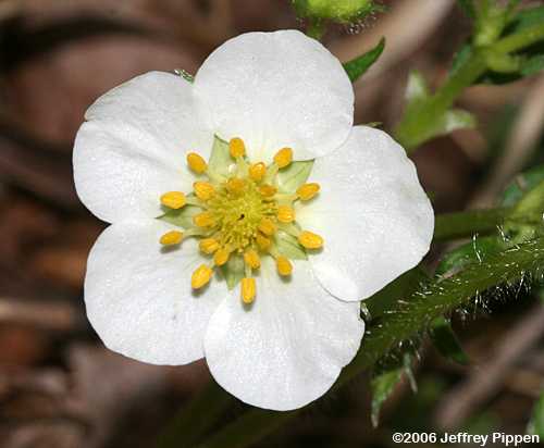 Wild Strawberry (Fragaria virginiana)