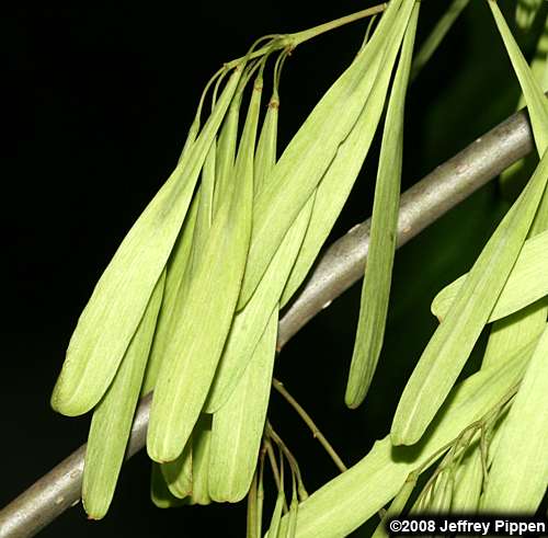 Green Ash (Fraxinus pennsylvanica)