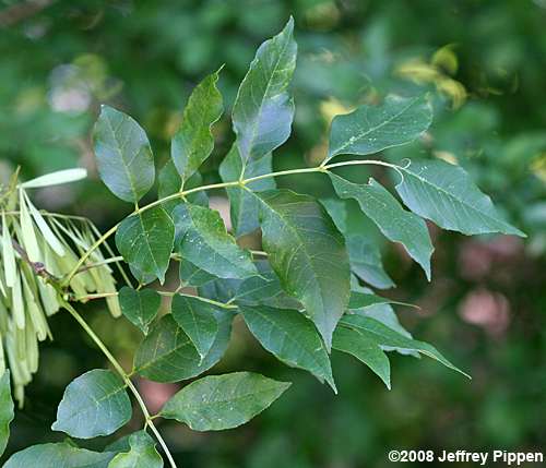 Green Ash (Fraxinus pennsylvanica)