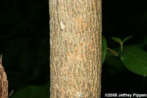 Green Ash (Fraxinus pennsylvanica)