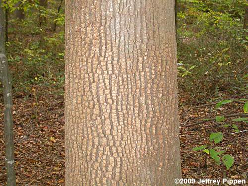 Green Ash (Fraxinus pennsylvanica)
