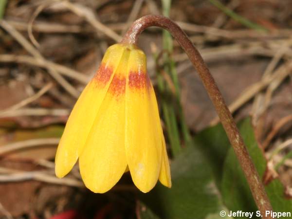 Yellowbells (Fritillaria pudica)