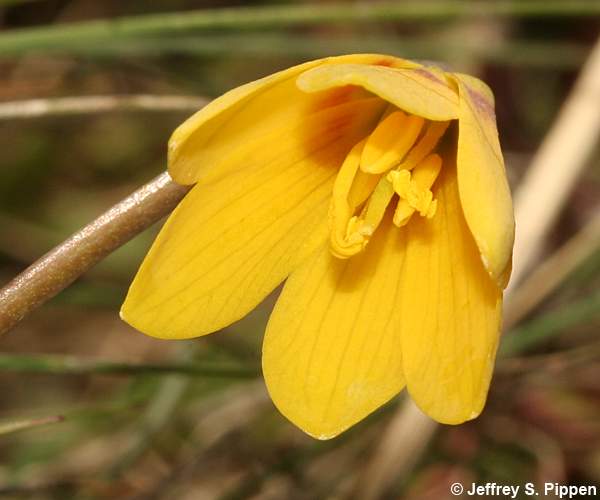 Yellowbells (Fritillaria pudica)