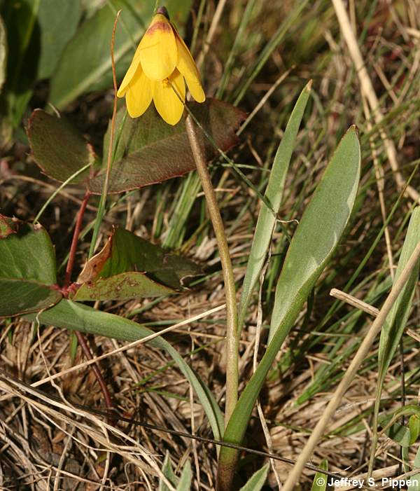 Yellowbells (Fritillaria pudica)
