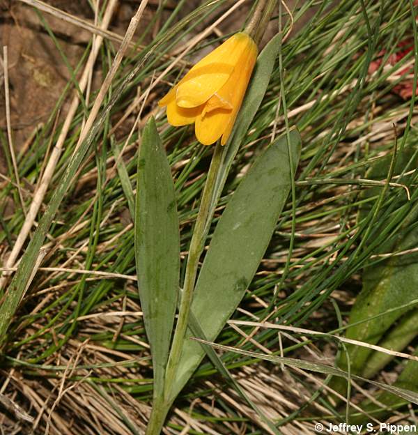 Yellowbells (Fritillaria pudica)