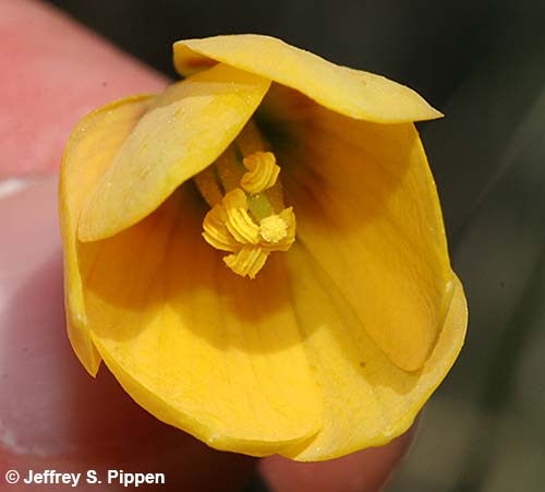 Yellow Bells, Yellow Fritillary (Fritillaria pudica)