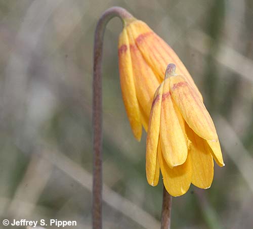 Yellow Bells, Yellow Fritillary (Fritillaria pudica)