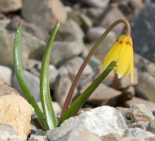 Yellow Bells, Yellow Fritillary (Fritillaria pudica)
