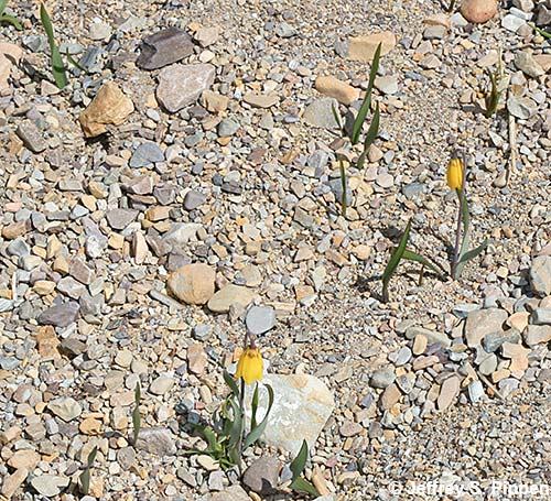 Yellow Bells, Yellow Fritillary (Fritillaria pudica)