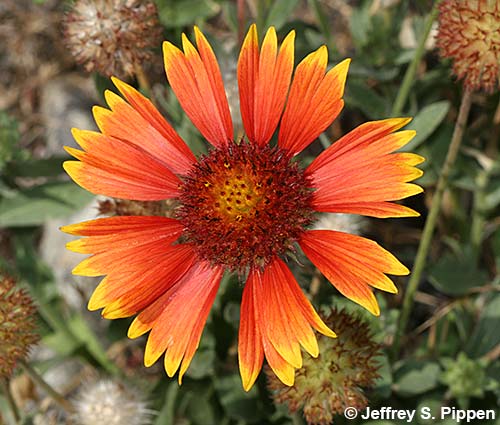 Blanketflower (Gaillardia aristata)