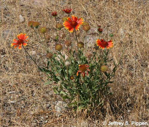 Blanketflower (Gaillardia aristata)