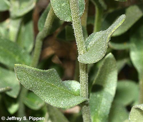Blanketflower (Gaillardia aristata)